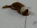 Corgi Boys in Da Snow