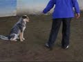 Sir Tucker of Rothchild USDAA Starters Jumpers 04/09/2006
