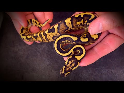 YouTube reptile video