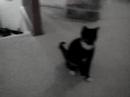 Hollingsberry Weatherington Cat Fetch