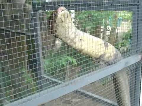 king cobra