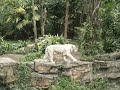 White Tiger at Singapore Zoo