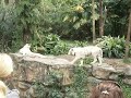 White Tiger at Singapore Zoo