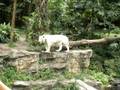 White Tiger at Singapore Zoo