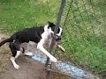 Abused Dog Behavior