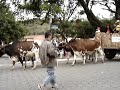 Carro-de-boi