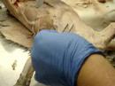Professor Narrated: Cat Dissections, Muscles 3 Professor Narrated: Cat Dissections, Muscles 3