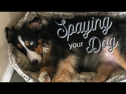 The Truth About Spaying Your Dog: Pros and Cons