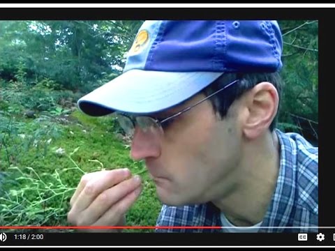 how to harvest leaf lettuce