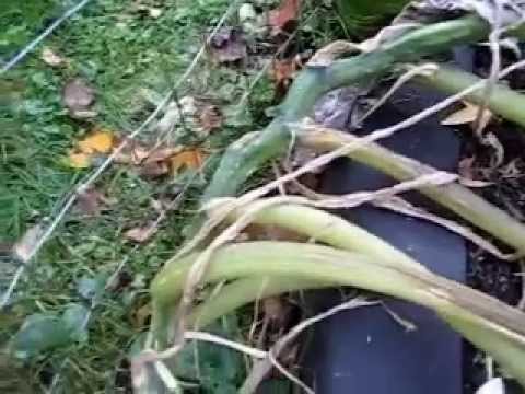 how to vine zucchini