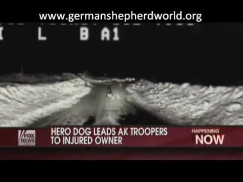 german shepherd
