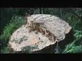 Sunshine Coast Watershed being logged in BC