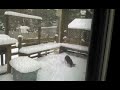 Winston in the snow: http://t.co/qaPY8cwv via @youtube