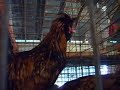 bawk bawk bawk chickens