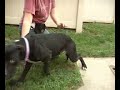 Adopt a dog