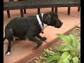 Adopt a dog 