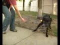 Adopt a dog