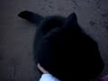 Gosig katt