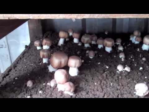 how to grow portobello mushrooms