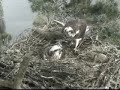 Loch of the Lowes Ospreys 11 May 2012 18.02hrs - Laddie and another stick - Copyright SWT