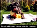How to hug a baby-Guide for ambitious dogs How to hug a baby-Guide for ambitious dogs