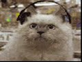 micio funky ft. gatto diggei       charlie chaplin j-five