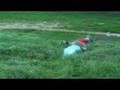Alkoholists 1 esések  ZENE : REDNEX - COTTON EYE JOE