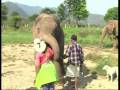 videos de Elephant Nature Park - Volunteer feb. 2008
