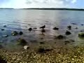 crow & seagull crow & seagull