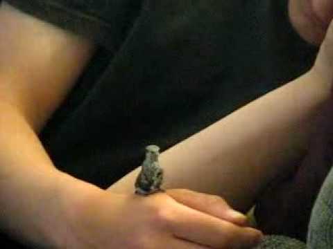 hummingbird feeding in slow motion animal video hummingbird feeding in slow motion animal video