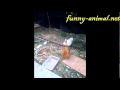 Duck loves silly hen 