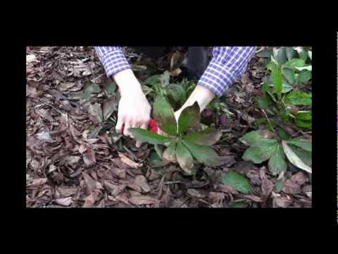 Hellebore Pink Frost - http://springhillnursery.com/helleborus-plants/c/1756/pc/1718/ - In this video, Scott from Spring Hill Nurseries demonstrates how to prune your hellebore in ...