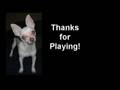 Dawg Catcher - Congrats You Win