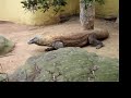 Kennedy Australia Sydney - Komodo Dragon at Tarango Zoo