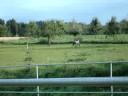 ferro las piedritas auf der koppel 1