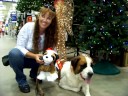 Snowy the St Bernard and her Mini Me