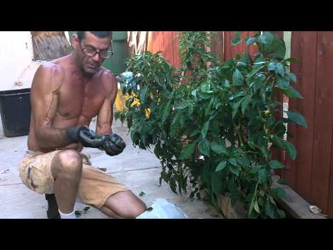 how to harvest jalapeno seeds