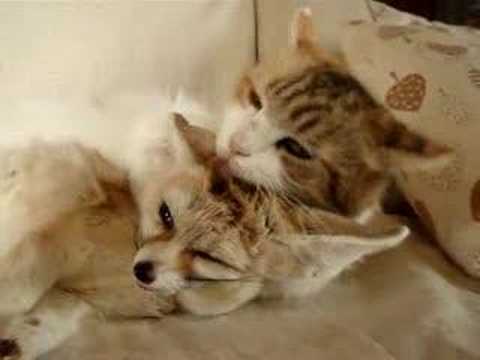 Baby Pictures on Cat Cleans Baby Fox Wtfoodge