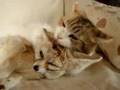 異種愛 可愛い我が子 フェネックのママは猫!