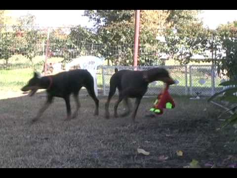 Doberman Puppies For Sale In Colorado. Doberman Puppies Playing
