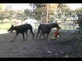 videos de Doberman puppies playing, Female black doberman pinscher puppy for sale, Champ lines, Kalea & Simon with the red dinosaur