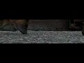 barefoot hoof touch down at 1200 fps barefoot hoof touch down at 1200 fps