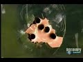 MythBuster !! Neste mito Adam e Jane estão testando se o tanque de gasolina do carro explode se levar um tiro !!