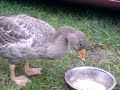 Paxo the goose - just add water! Paxo the goose - just add water!