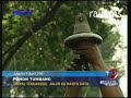 Pohon Tumbang KRL Sebagian Lumpuh Pohon Tumbang KRL Sebagian Lumpuh