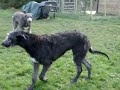 asriel lyra deerhound puppies six month old