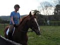 We Mount-We Walk-We Trot-We Canter