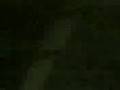 videos de shell bombando