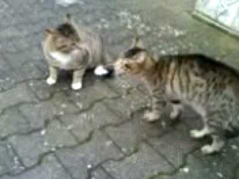 カーン!対FUNNiEST CATが決して「戦う」金持ち