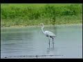 Proyecto Río Frío, Los Chiles, Caño Negro